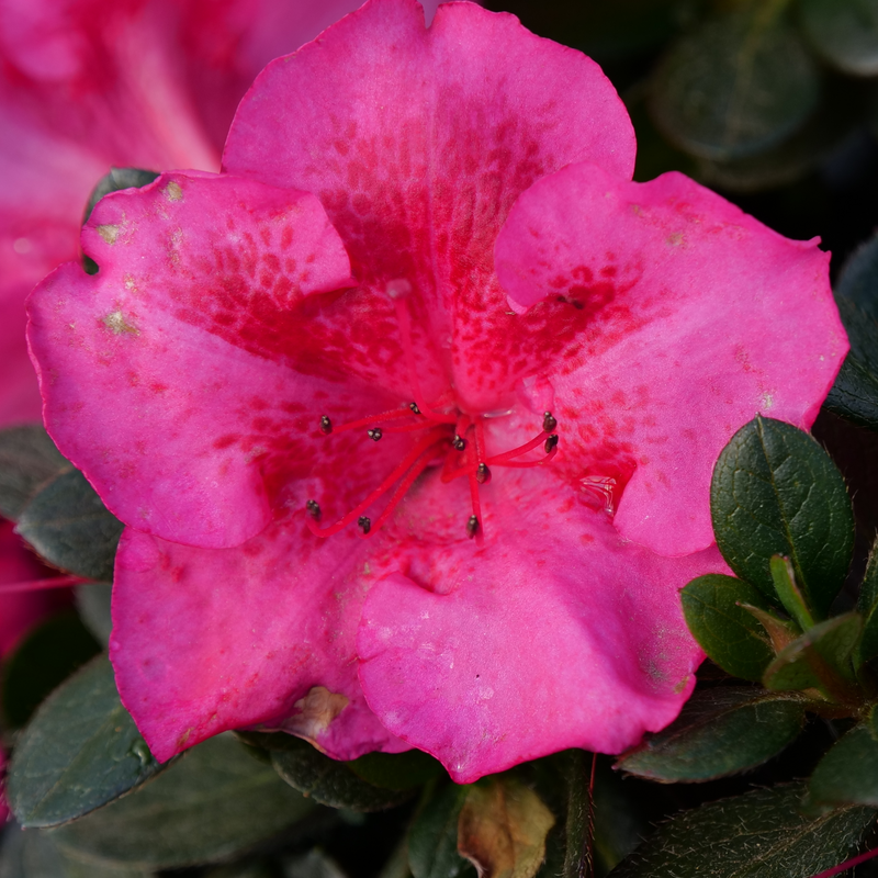 Perfecto Mundo Epic Pink Perfecto Mundo Epic Pink Reblooming Azalea up close.