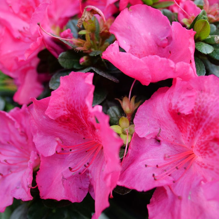 Perfecto Mundo Epic Pink Perfecto Mundo Epic Pink Reblooming Azalea up close.