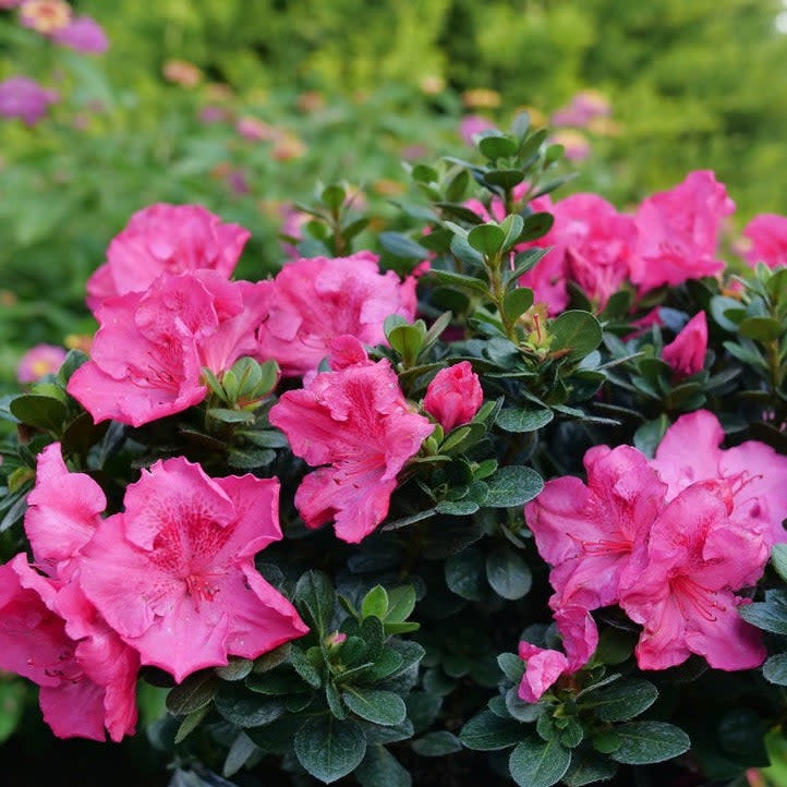 Perfecto Mundo Epic Pink Perfecto Mundo Epic Pink Reblooming Azalea up close.