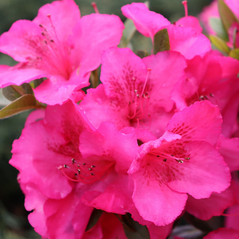 Perfecto Mundo Epic Pink Perfecto Mundo Epic Pink Reblooming Azalea up close.