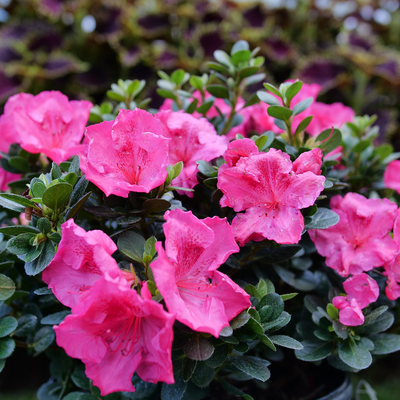 Perfecto Mundo Epic Pink Perfecto Mundo Epic Pink Reblooming Azalea in focus.