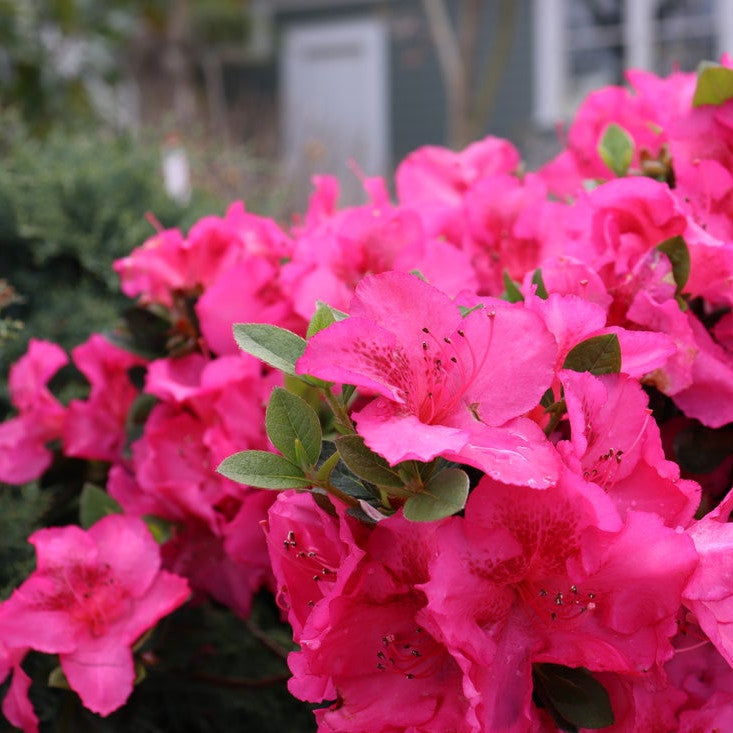 Perfecto Mundo Epic Pink® Reblooming Azalea in various life stages.