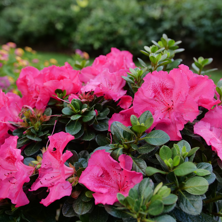 Reblooming Azalea | Perfecto Mundo Epic Pink® | Proven Winners Reblooming Azalea | Perfecto Mundo Epic Pink® | Proven Winners