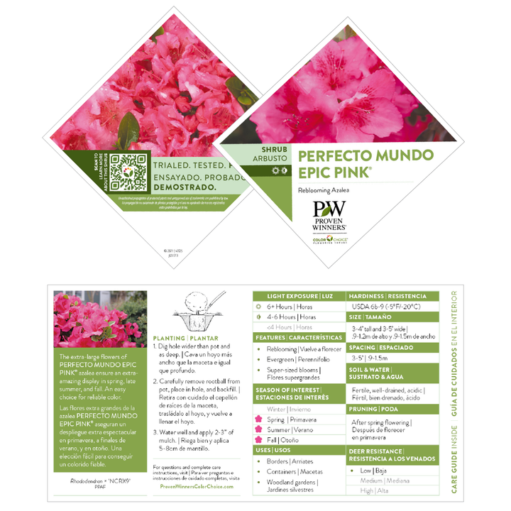 花 Rebirth Reblooming Azalea | Perfecto Mundo Epic Pink® | Proven Winners