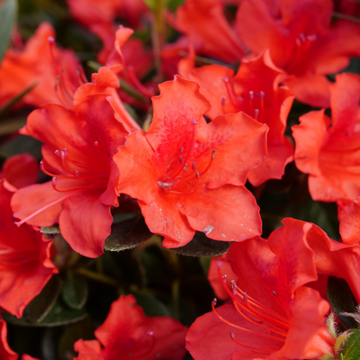 Perfecto Mundo Orange Perfecto Mundo Orange Reblooming Azalea up close.