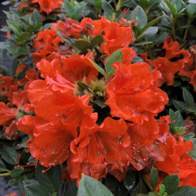 Perfecto Mundo Orange Reblooming Azalea up close.