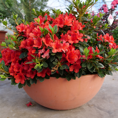 Perfecto Mundo Orange Perfecto Mundo Orange Reblooming Azalea in use.