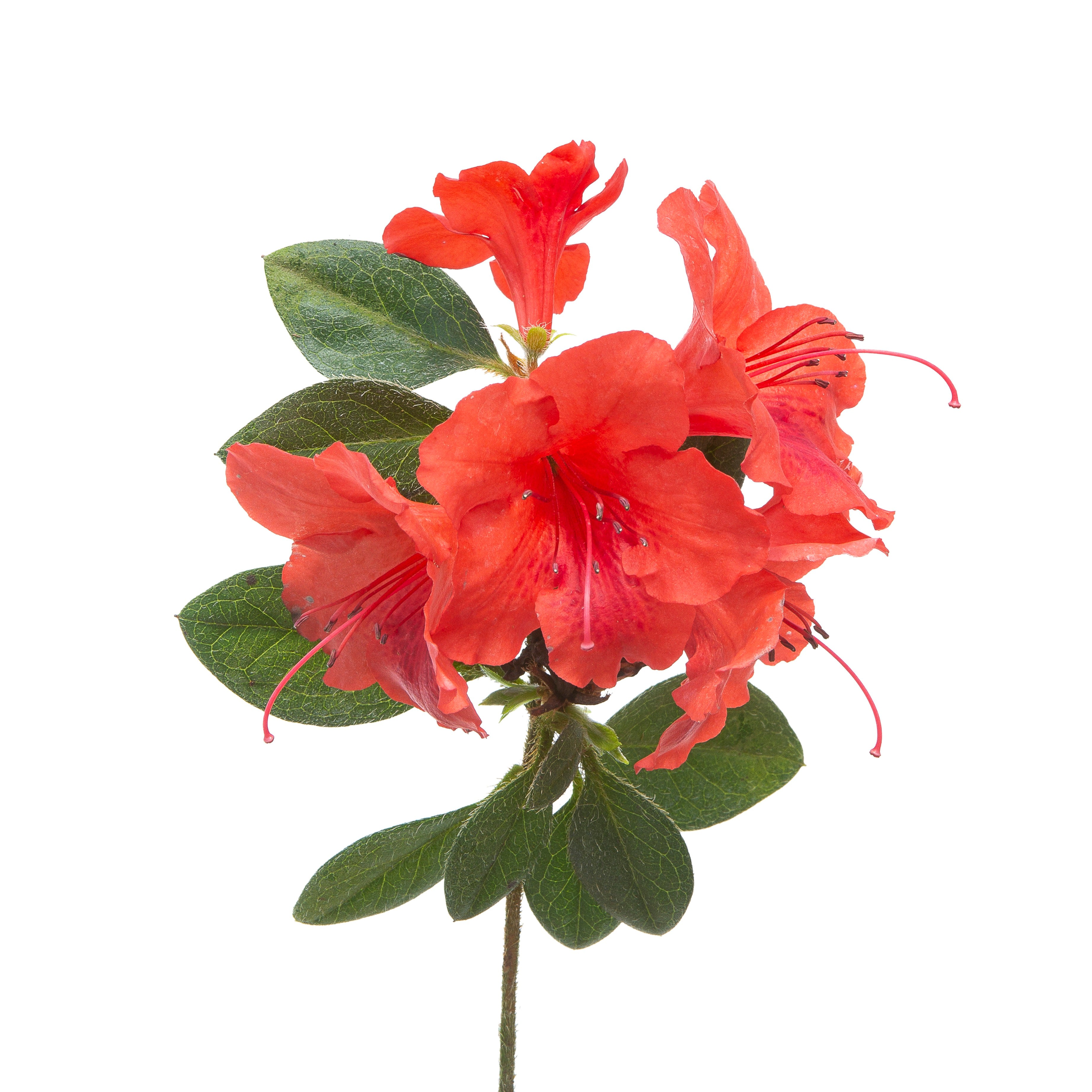 花卉圖 Reblooming Azalea | Perfecto Mundo® Orange | Proven Winners