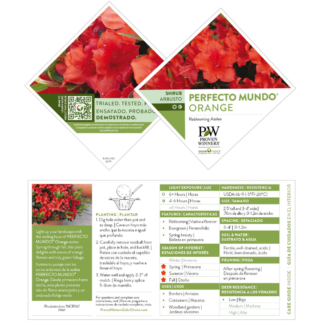 Reblooming Azalea | Perfecto Mundo® Orange | Proven Winners