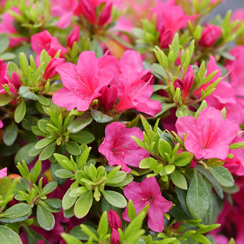 Perfecto Mundo Fuchsia Carpet Perfecto Mundo Fuchsia Carpet Reblooming Azalea up close.