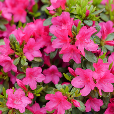 Perfecto Mundo Fuchsia Carpet Reblooming Azalea up close.