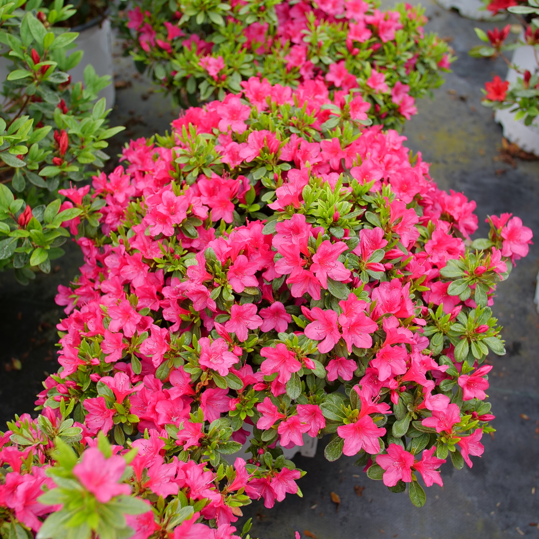 フラワートーマン　35± Reblooming Azalea | Perfecto Mundo Fuchsia Carpet® | Proven