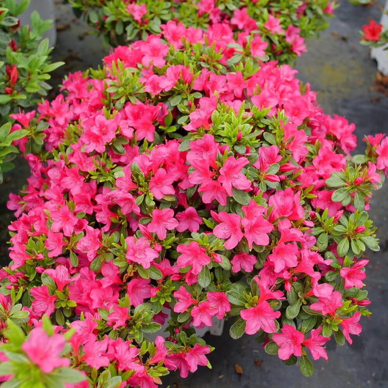 Perfecto Mundo Fuchsia Carpet Perfecto Mundo Fuchsia Carpet Reblooming Azalea in use.