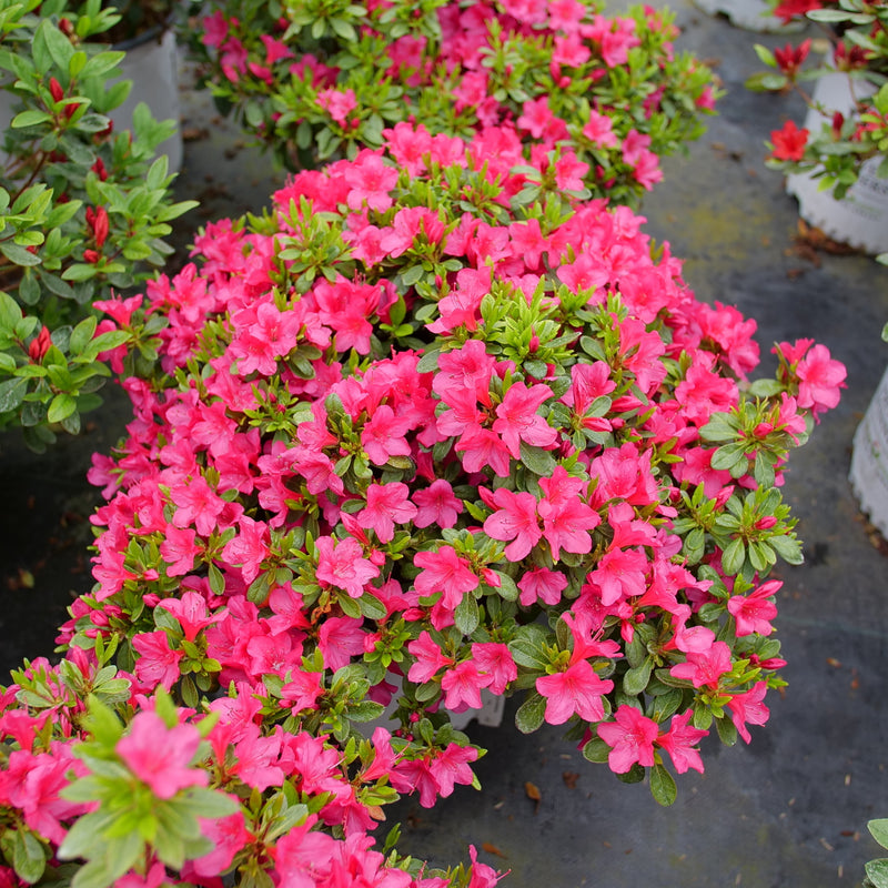 Perfecto Mundo Fuchsia Carpet Reblooming Azalea in use.