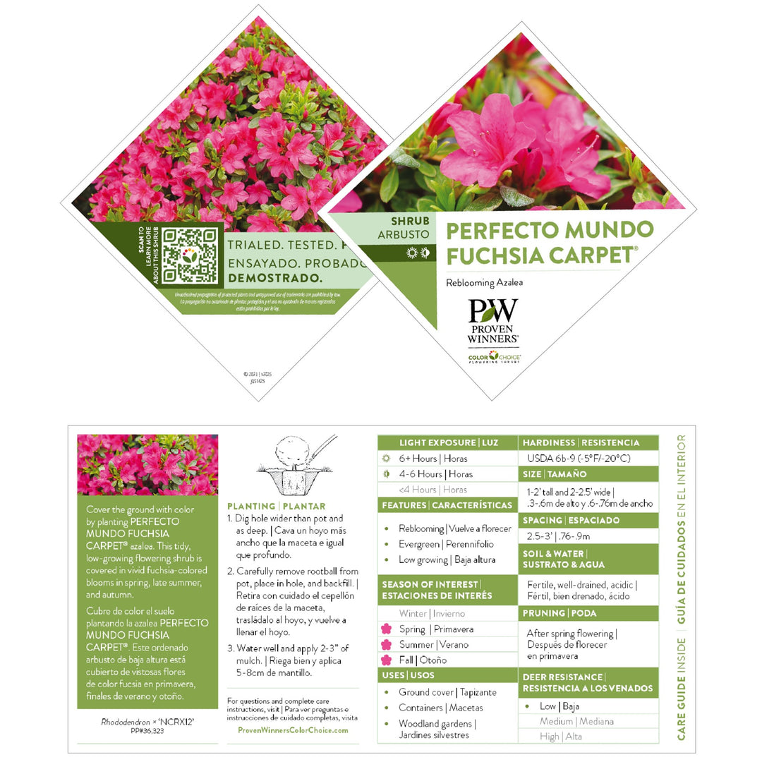 Reblooming Azalea | Perfecto Mundo Fuchsia Carpet® | Proven