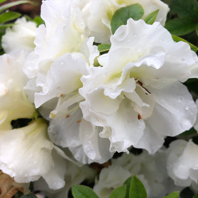 Perfecto Mundo Double White Perfecto Mundo Double White Reblooming Azalea up close.