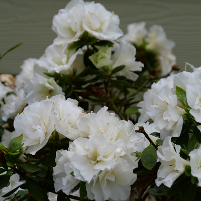 Perfecto Mundo Double White Perfecto Mundo Double White Reblooming Azalea up close.