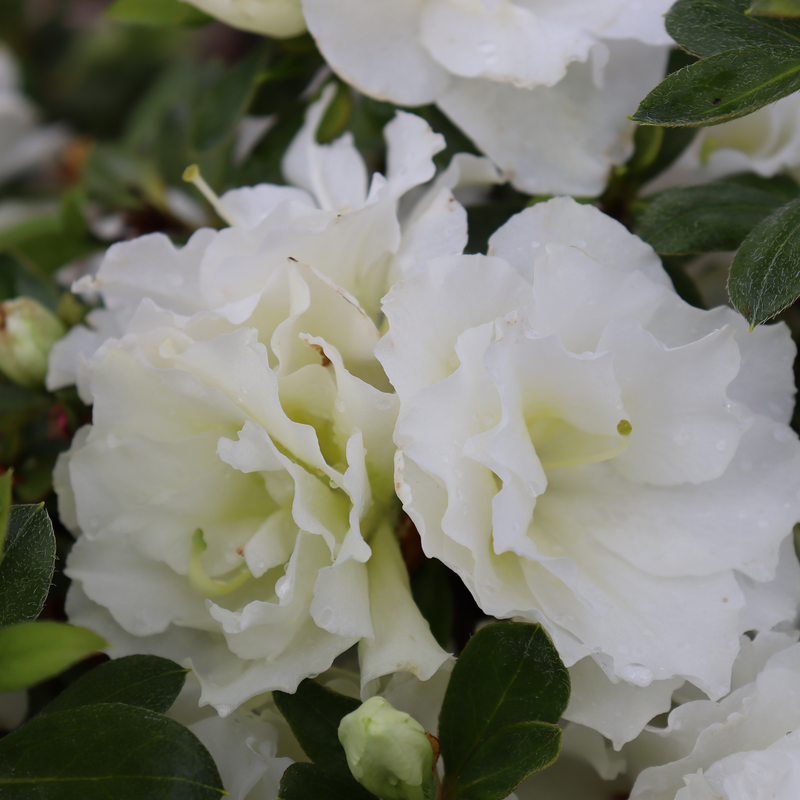 Perfecto Mundo Double White Perfecto Mundo Double White Reblooming Azalea up close.