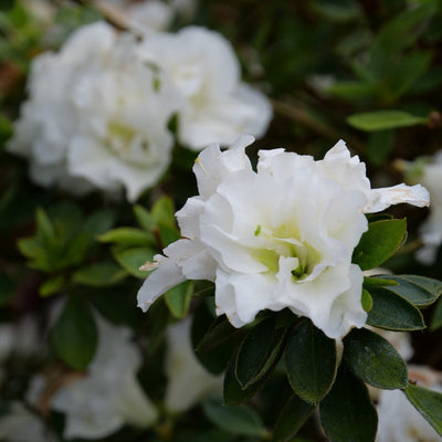 Perfecto Mundo Double White Reblooming Azalea up close.