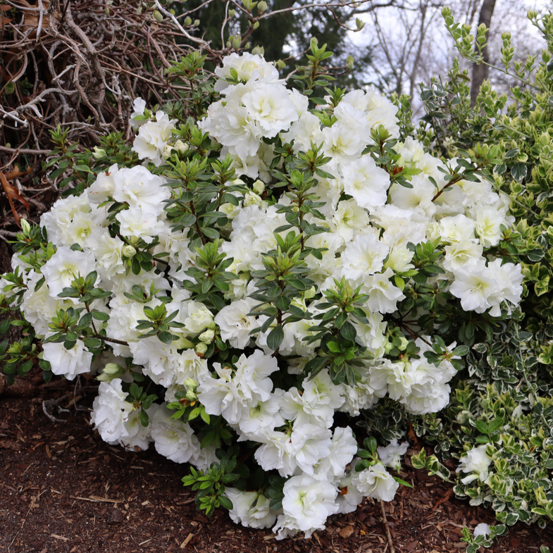 Perfecto Mundo Double White Perfecto Mundo Double White Reblooming Azalea in focus.