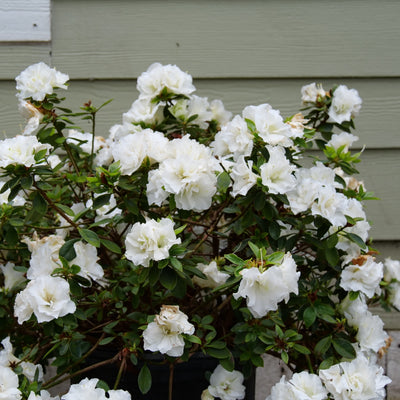 Perfecto Mundo Double White Reblooming Azalea in use.