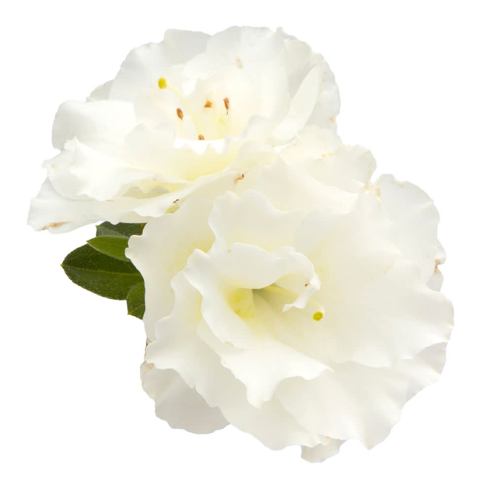 Reblooming Azalea | Perfecto Mundo® Double White | Proven Winners