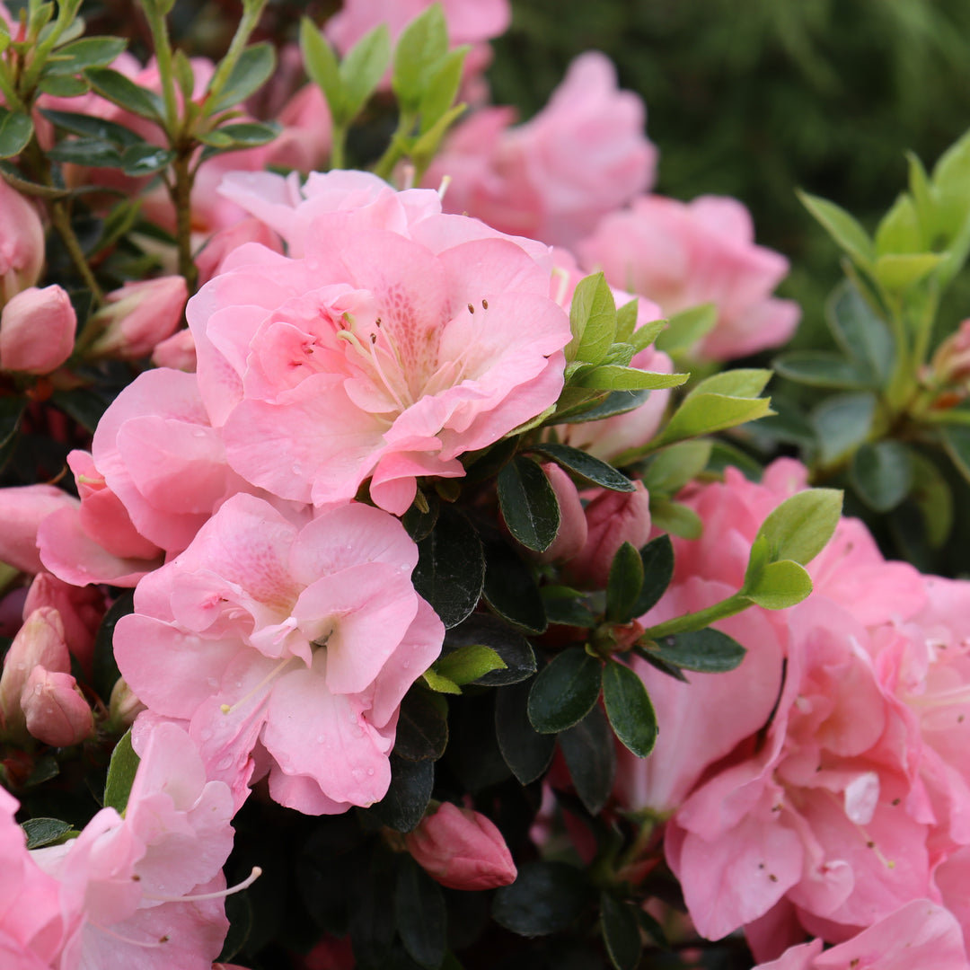 Reblooming Azalea | Perfecto Mundo Pink Carpet® | Proven Winners
