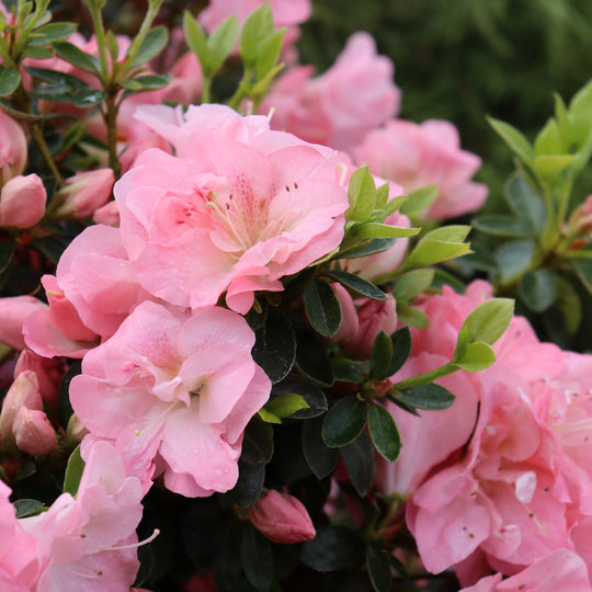 Perfecto Mundo Pink Carpet® Reblooming Azalea (Rhododendron x)