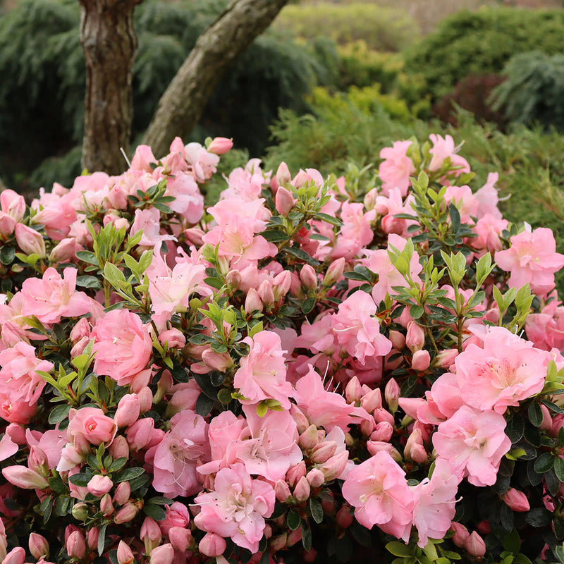 Perfecto Mundo Pink Carpet Perfecto Mundo Pink Carpet Reblooming Azalea in focus.