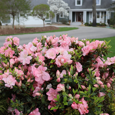 Perfecto Mundo Pink Carpet Perfecto Mundo Pink Carpet Reblooming Azalea in use.