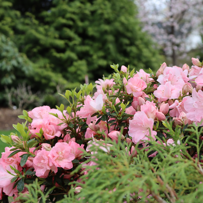 Perfecto Mundo Pink Carpet Perfecto Mundo Pink Carpet Reblooming Azalea in use.