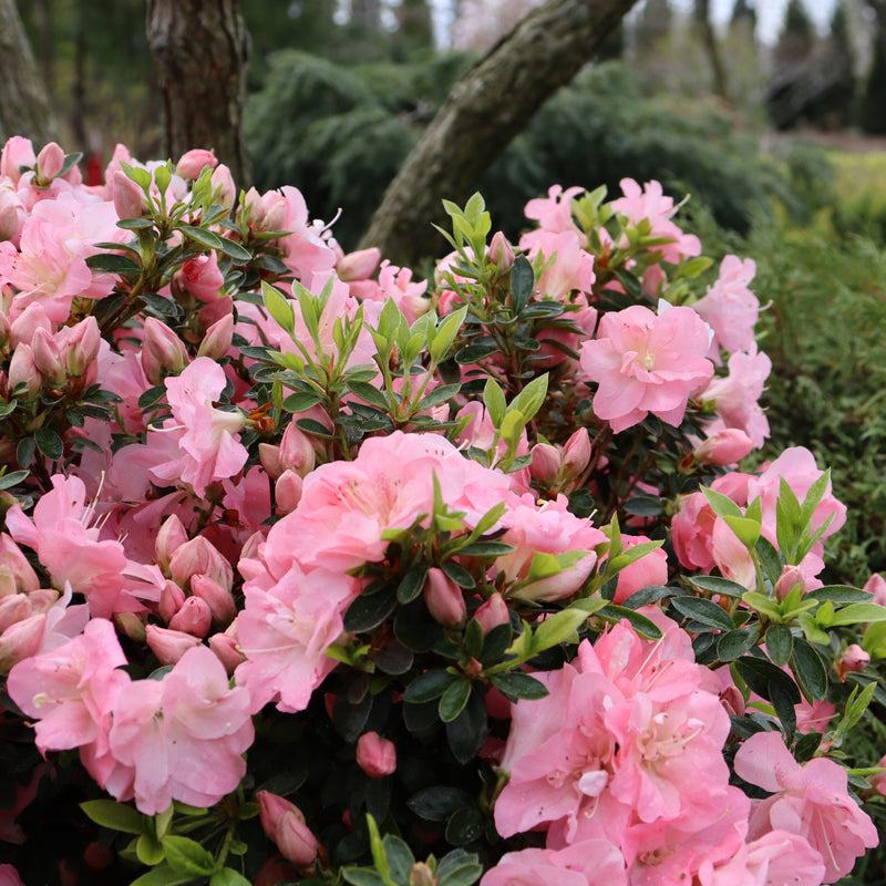 Perfecto Mundo Pink Carpet Reblooming Azalea in use.