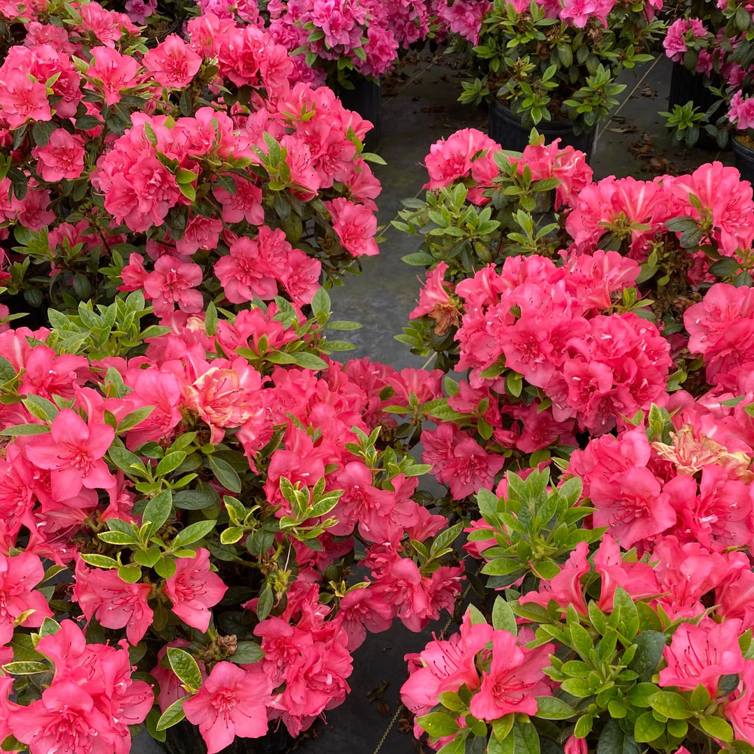 Reblooming Azalea | Perfecto Mundo Epic Coral® | Proven Winners