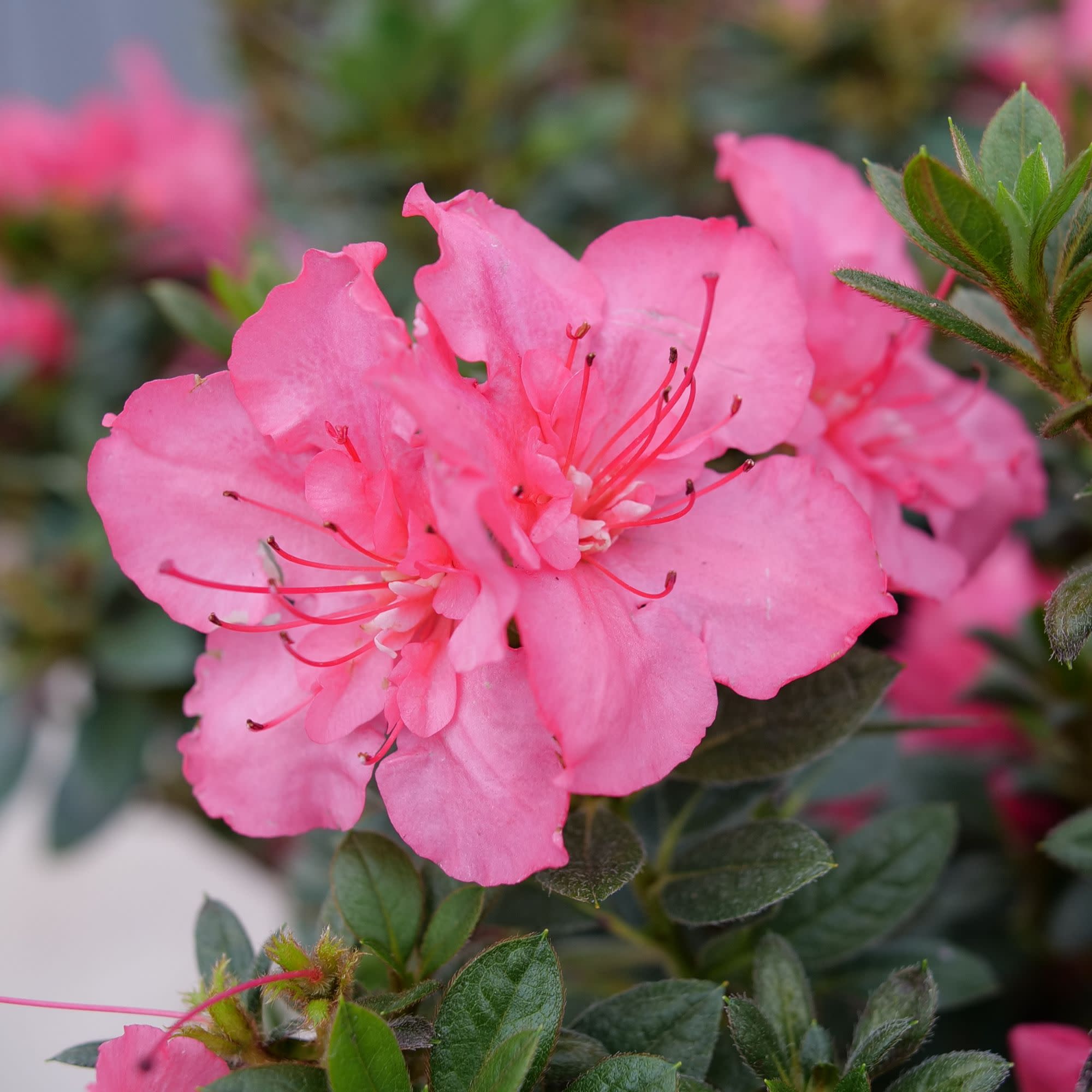 Reblooming Azalea | Perfecto Mundo Epic Coral® | Proven Winners