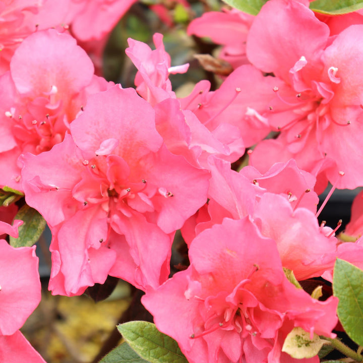 Perfecto Mundo Epic Coral® Reblooming Azalea (Rhododendron x)