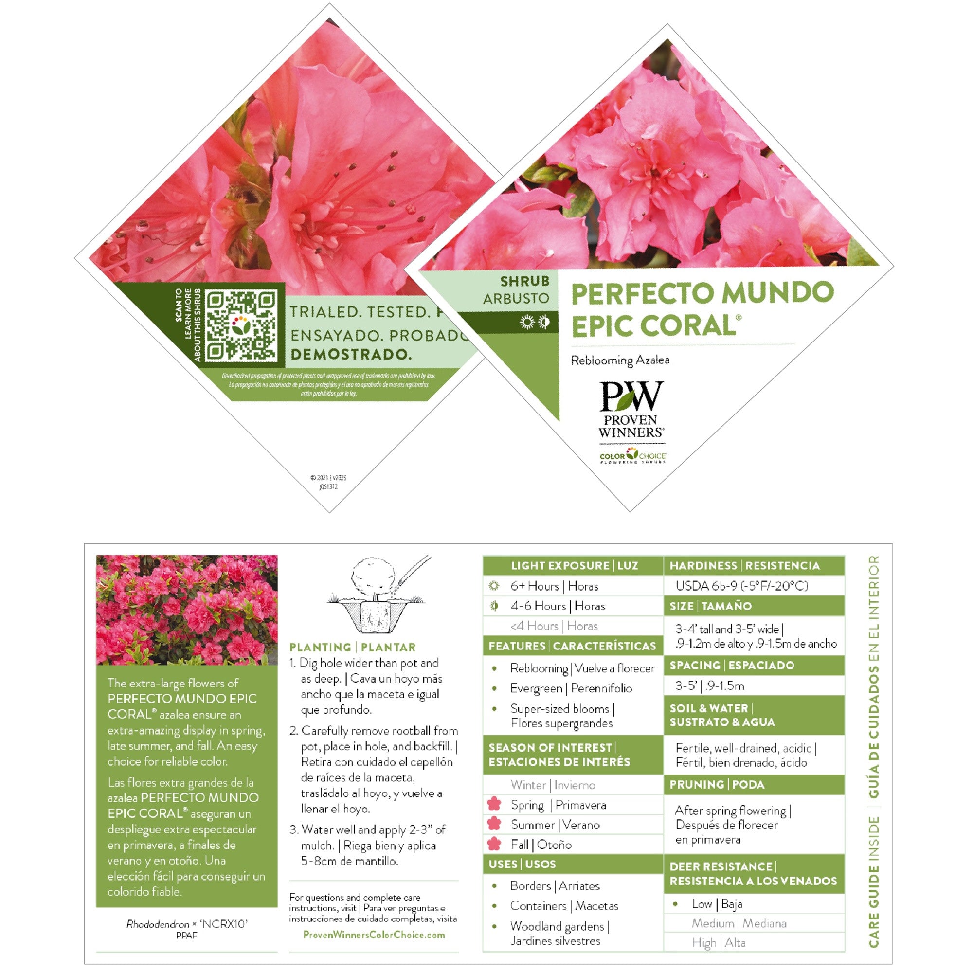 Reblooming Azalea | Perfecto Mundo Epic Coral® | Proven Winners