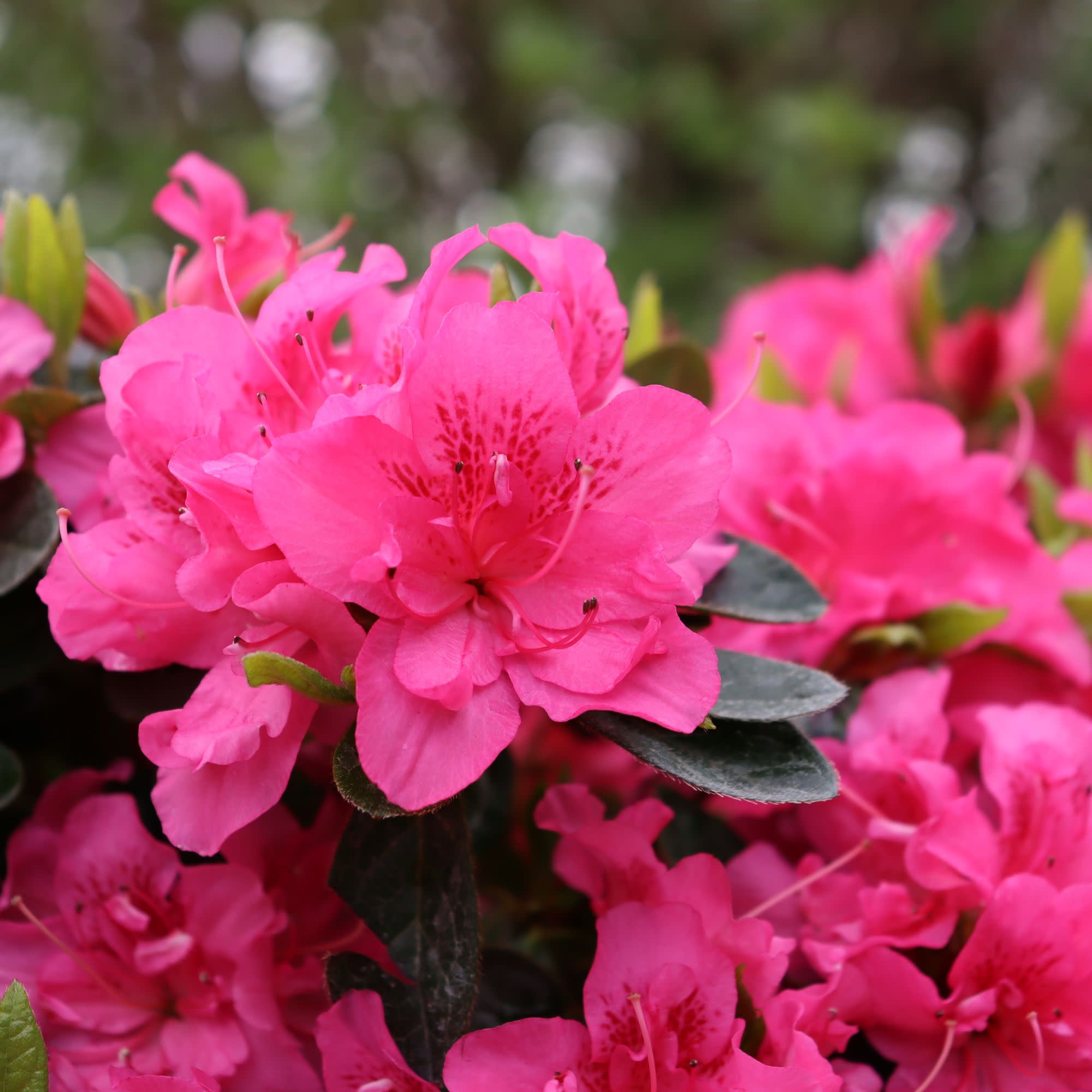 Reblooming Azalea | Perfecto Mundo® Double Dark Pink | Proven