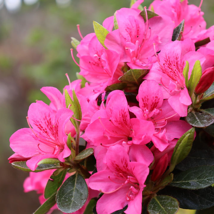 Perfecto Mundo® Double Dark Pink Reblooming Azalea (Rhododendron x)