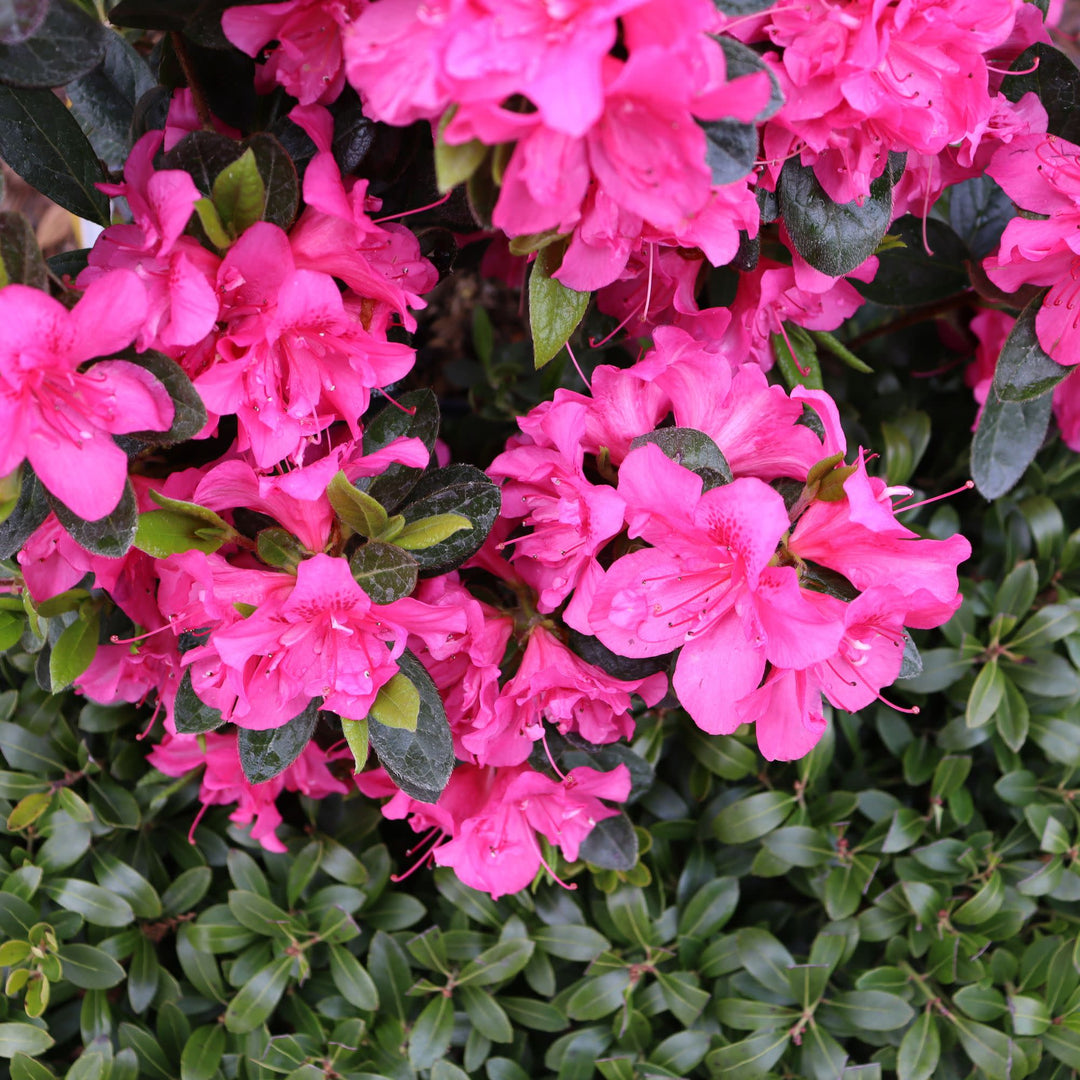Perfecto Mundo® Double Dark Pink Reblooming Azalea (Rhododendron x)