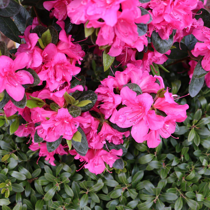 Perfecto Mundo® Double Dark Pink Reblooming Azalea (Rhododendron x)