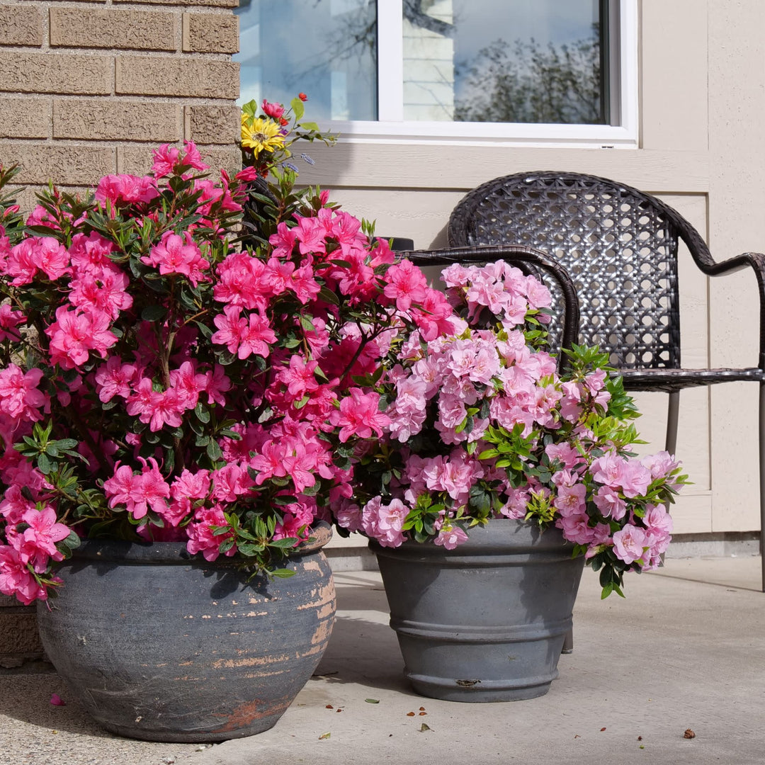 Perfecto Mundo® Double Dark Pink Reblooming Azalea (Rhododendron x)