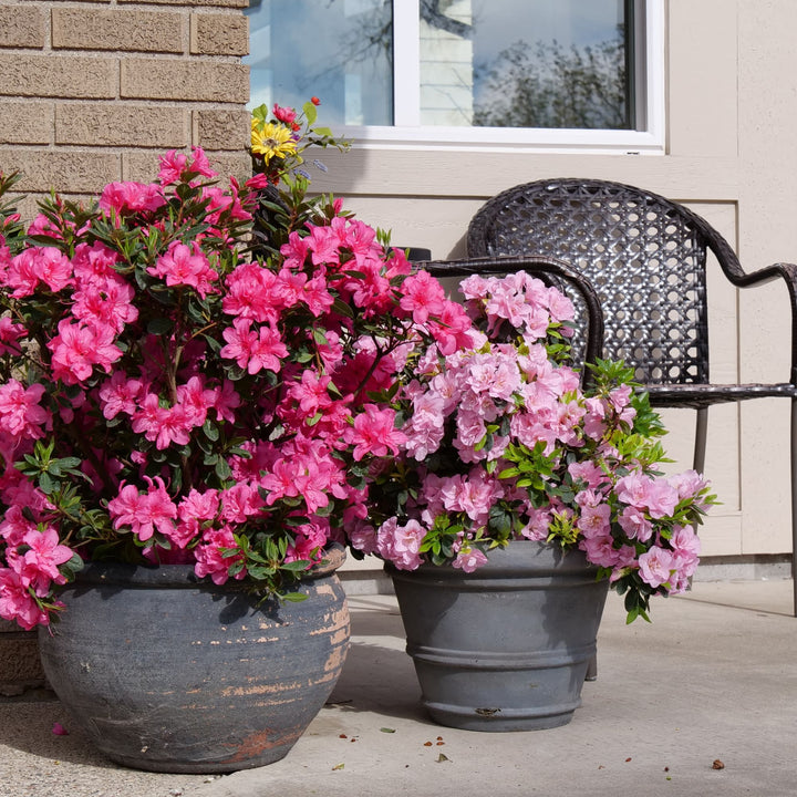 Perfecto Mundo® Double Dark Pink Reblooming Azalea (Rhododendron x)