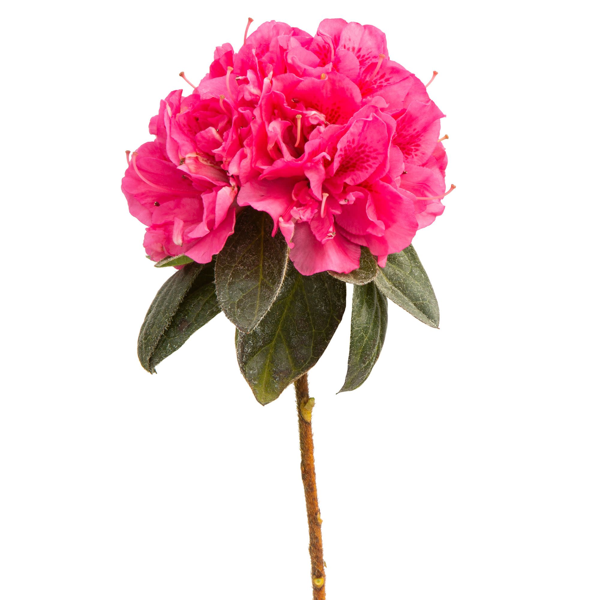 Reblooming Azalea | Perfecto Mundo® Double Dark Pink | Proven