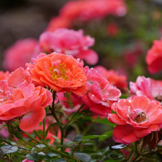 Oso Easy® Mango Salsa Rose