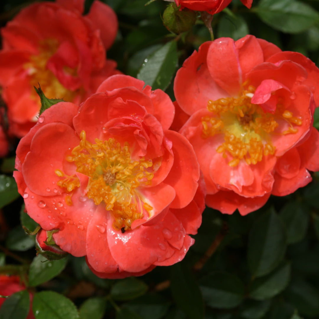 Oso Easy® Mango Salsa Rose