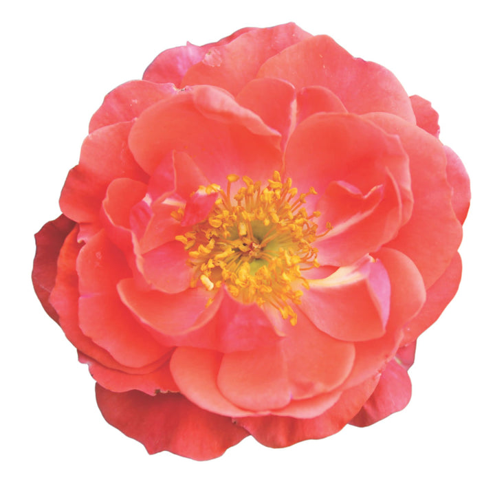 Oso Easy® Mango Salsa Rose