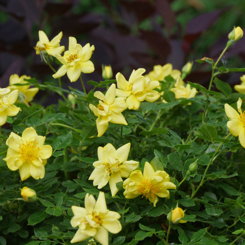 Oso Easy Lemon Zest Rose up close.