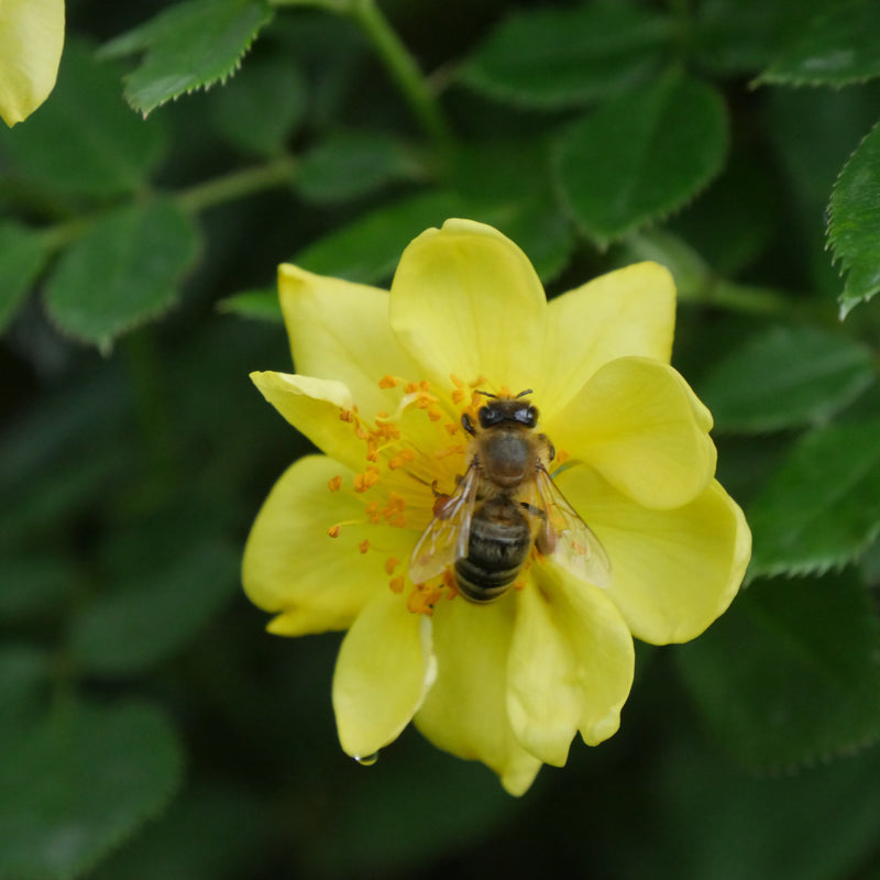 Oso Easy Lemon Zest Oso Easy Lemon Zest Rose up close.