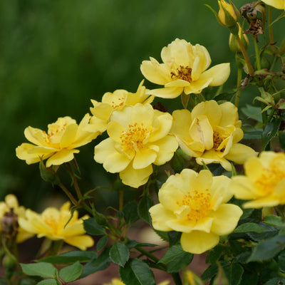 Oso Easy Lemon Zest Oso Easy Lemon Zest Rose up close.