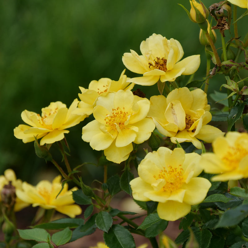 Oso Easy Lemon Zest Oso Easy Lemon Zest Rose up close.